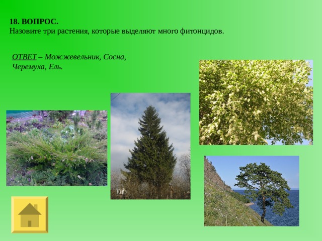 18. ВОПРОС. Назовите три растения, которые выделяют много фитонцидов. ОТВЕТ – Можжевельник, Сосна, Черемуха, Ель. 