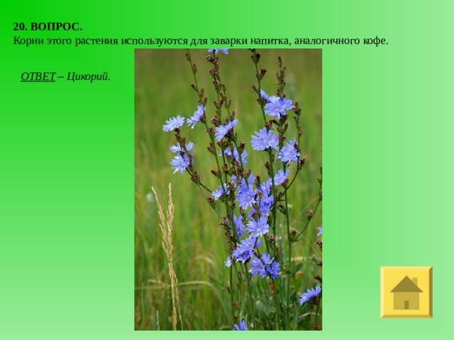 20. ВОПРОС. Корни этого растения используются для заварки напитка, аналогичного кофе.  ОТВЕТ – Цикорий. 