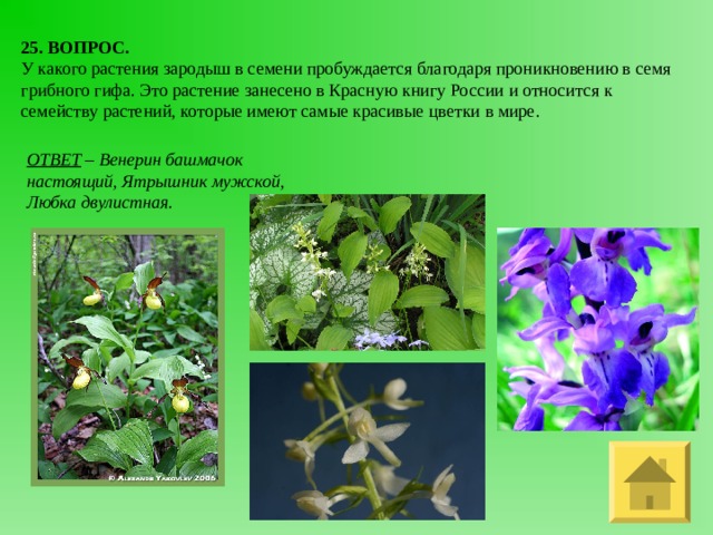 25. ВОПРОС. У какого растения зародыш в семени пробуждается благодаря проникновению в семя грибного гифа. Это растение занесено в Красную книгу России и относится к семейству растений, которые имеют самые красивые цветки в мире. ОТВЕТ – Венерин башмачок настоящий, Ятрышник мужской, Любка двулистная. 