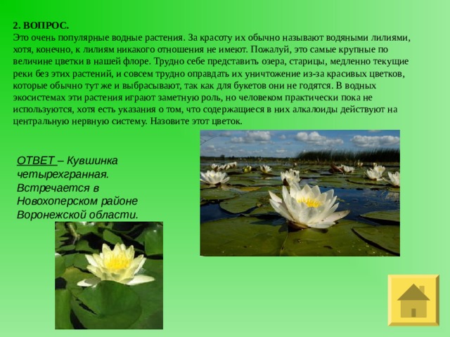 2. ВОПРОС. Это очень популярные водные растения. За красоту их обычно называют водяными лилиями, хотя, конечно, к лилиям никакого отношения не имеют. Пожалуй, это самые крупные по величине цветки в нашей флоре. Трудно себе представить озера, старицы, медленно текущие реки без этих растений, и совсем трудно оправдать их уничтожение из-за красивых цветков, которые обычно тут же и выбрасывают, так как для букетов они не годятся. В водных экосистемах эти растения играют заметную роль, но человеком практически пока не используются, хотя есть указания о том, что содержащиеся в них алкалоиды действуют на центральную нервную систему. Назовите этот цветок. ОТВЕТ – Кувшинка четырехгранная. Встречается в Новохоперском районе Воронежской области. 