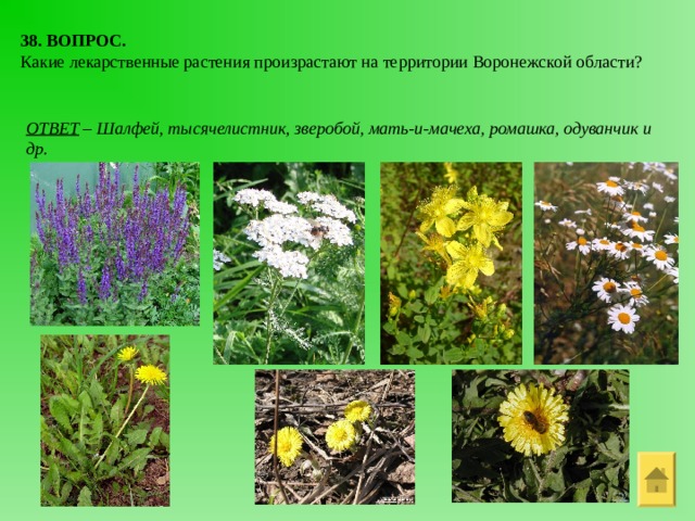 38. ВОПРОС. Какие лекарственные растения произрастают на территории Воронежской области? ОТВЕТ – Шалфей, тысячелистник, зверобой, мать-и-мачеха, ромашка, одуванчик и др. 