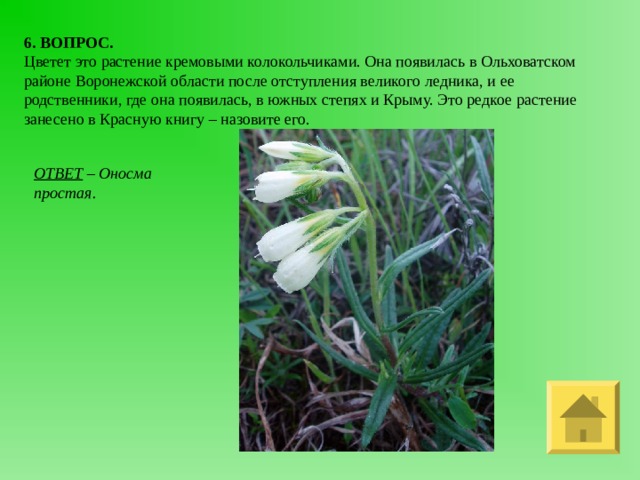 6. ВОПРОС. Цветет это растение кремовыми колокольчиками. Она появилась в Ольховатском районе Воронежской области после отступления великого ледника, и ее родственники, где она появилась, в южных степях и Крыму. Это редкое растение занесено в Красную книгу – назовите его. ОТВЕТ – Оносма простая. 