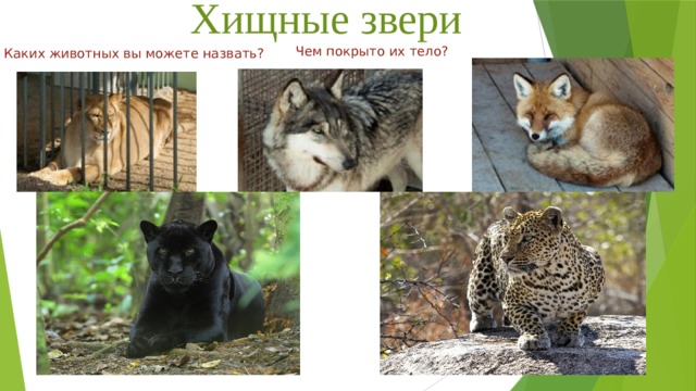 Хищные звери Чем покрыто их тело? Каких животных вы можете назвать? 