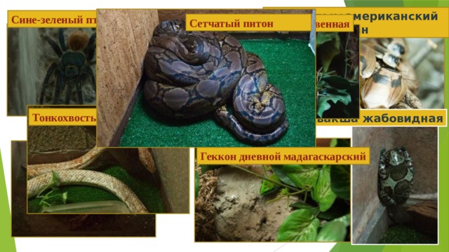 Центральноамериканский лесной таракан Сине-зеленый птицеед Сетчатый питон Игуана обыкновенная Тонкохвостый полоз Квакша жабовидная Красноухая черепаха Геккон дневной мадагаскарский 