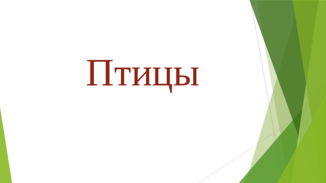 Птицы 