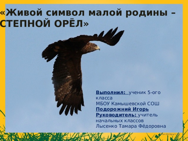 «Живой символ малой родины – СТЕПНОЙ ОРЁЛ» Выполнил: ученик 5-ого класса МБОУ Камышевской СОШ Подорожний Игорь Руководитель: учитель начальных классов Лысенко Тамара Фёдоровна 