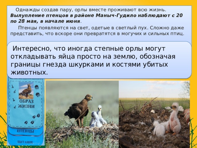   Однажды создав пару, орлы вместе проживают всю жизнь. Вылупление птенцов в районе Маныч-Гудило наблюдают с 20 по 28 мая, в начале июня .  Птенцы появляются на свет, одетые в светлый пух. Сложно даже представить, что вскоре они превратятся в могучих и сильных птиц.  Интересно, что иногда степные орлы могут откладывать яйца просто на землю, обозначая границы гнезда шкурками и костями убитых животных. 