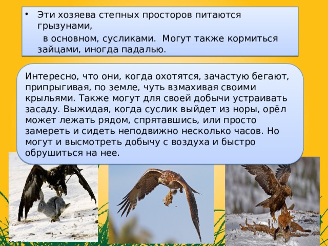 Эти хозяева степных просторов питаются грызунами,  в основном, сусликами. Могут также кормиться зайцами, иногда падалью. Интересно, что они, когда охотятся, зачастую бегают, припрыгивая, по земле, чуть взмахивая своими крыльями. Также могут для своей добычи устраивать засаду. Выжидая, когда суслик выйдет из норы, орёл может лежать рядом, спрятавшись, или просто замереть и сидеть неподвижно несколько часов. Но могут и высмотреть добычу с воздуха и быстро обрушиться на нее. 