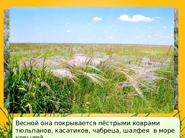 Весной она покрывается пёстрыми коврами тюльпанов, касатиков, чабреца, шалфея в море ковылей. 