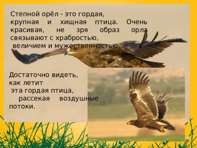 Степной орёл - это гордая, крупная и хищная птица. Очень красивая, не зря образ орла связывают с храбростью,  величием и мужественностью. Достаточно видеть, как летит  эта гордая птица,  рассекая воздушные потоки. 