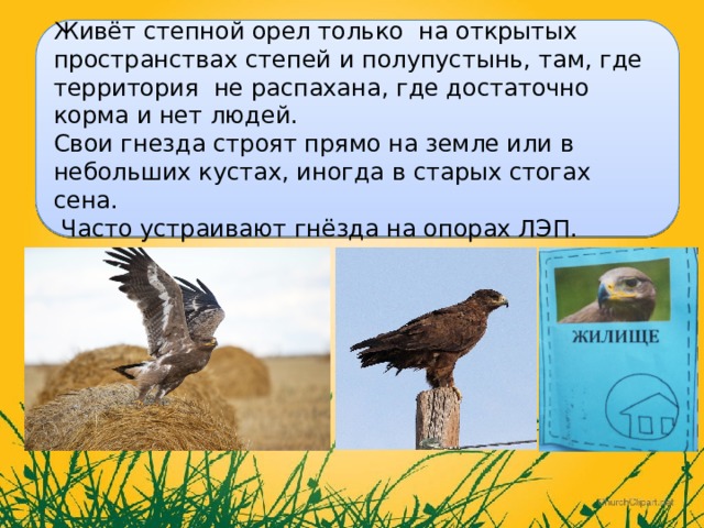Живёт степной орел только на открытых пространствах степей и полупустынь, там, где территория не распахана, где достаточно корма и нет людей. Свои гнезда строят прямо на земле или в небольших кустах, иногда в старых стогах сена.  Часто устраивают гнёзда на опорах ЛЭП. 