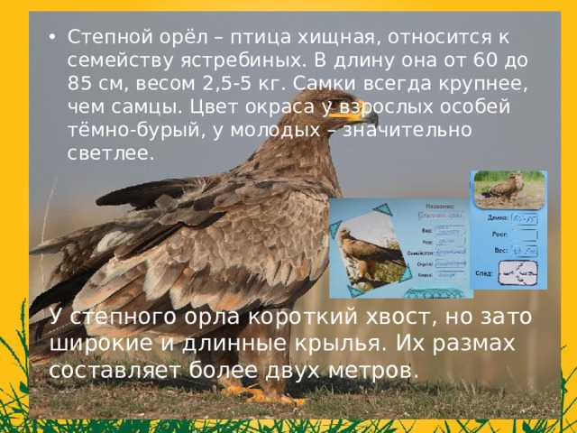 Степной орёл – птица хищная, относится к семейству ястребиных. В длину она от 60 до 85 см, весом 2,5-5 кг. Самки всегда крупнее, чем самцы. Цвет окраса у взрослых особей тёмно-бурый, у молодых – значительно светлее. У степного орла короткий хвост, но зато широкие и длинные крылья. Их размах составляет более двух метров. 