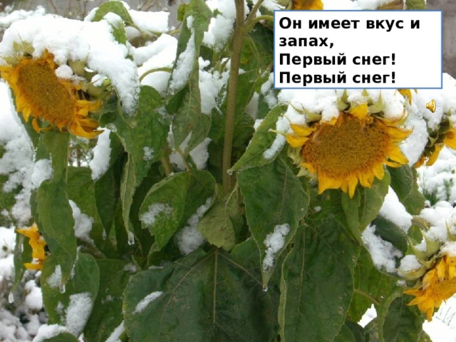 Он имеет вкус и запах,  Первый снег!  Первый снег! 