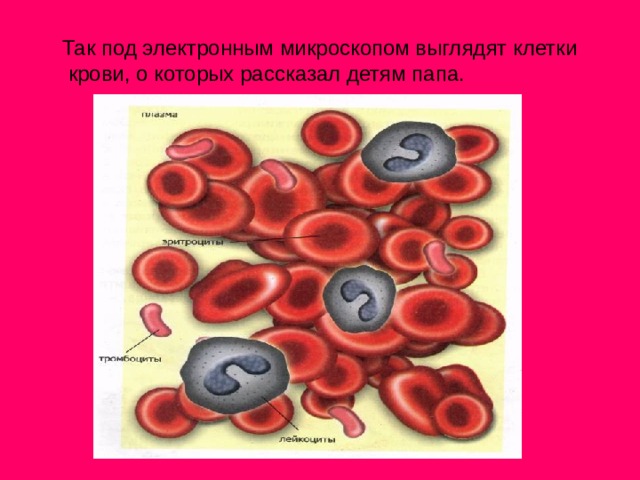  Так под электронным микроскопом выглядят клетки  крови, о которых рассказал детям папа. 