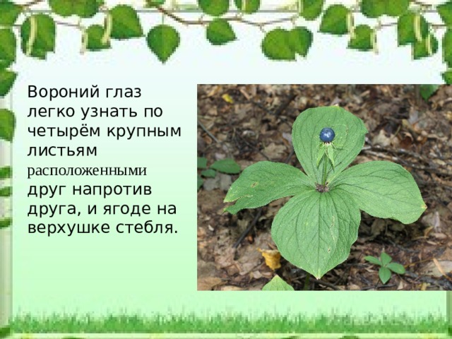 Вороний глаз легко узнать по четырём крупным листьям расположенными друг напротив друга, и ягоде на верхушке стебля. 