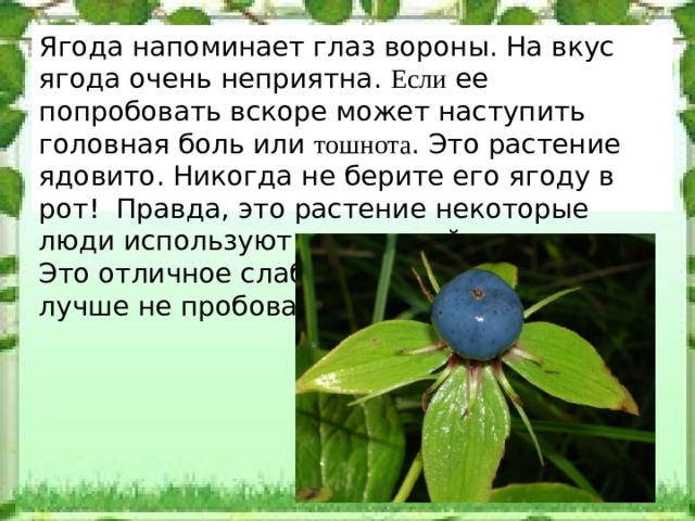 Ягода напоминает глаз вороны. На вкус ягода очень неприятна. Если ее попробовать вскоре может наступить головная боль или тошнота . Это растение ядовито. Никогда не берите его ягоду в рот!  Правда, это растение некоторые люди используют в народной медицине. Это отличное слабительное средство. Но лучше не пробовать. 