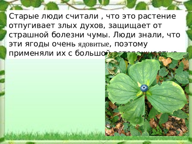 Старые люди считали , что это растение отпугивает злых духов, защищает от страшной болезни чумы. Люди знали, что эти ягоды очень ядовитые , поэтому применяли их с большой осторожностью. 