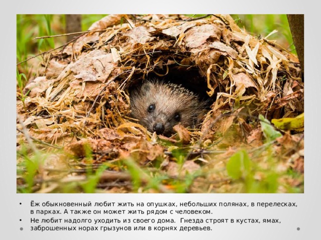 Ёж обыкновенный любит жить на опушках, небольших полянах, в перелесках, в парках. А также он может жить рядом с человеком. Не любит надолго уходить из своего дома. Гнезда строят в кустах, ямах, заброшенных норах грызунов или в корнях деревьев. 