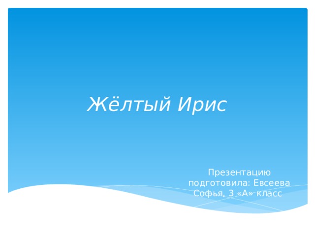 Жёлтый Ирис Презентацию подготовила: Евсеева Софья, 3 «А» класс 