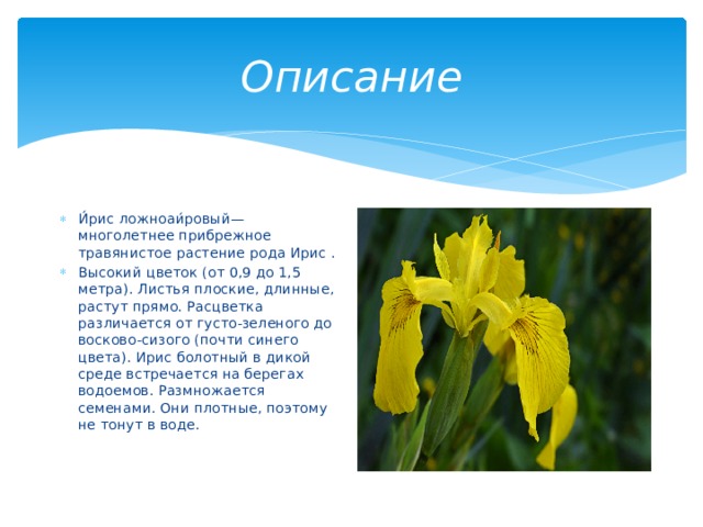 Описание И́рис ложноаи́ровый — многолетнее прибрежное травянистое растение рода Ирис . Высокий цветок (от 0,9 до 1,5 метра). Листья плоские, длинные, растут прямо. Расцветка различается от густо-зеленого до восково-сизого (почти синего цвета). Ирис болотный в дикой среде встречается на берегах водоемов. Размножается семенами. Они плотные, поэтому не тонут в воде. 