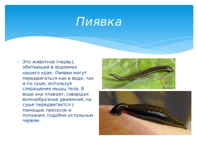 Пиявка Это животное (червь), обитающий в водоемах нашего края . Пиявки могут передвигаться как в воде, так и по суше, используя сокращение мышц тела. В воде она плавает, совершая волнообразные движения, на суше передвигается с помощью присосок и ползания, подобно остальным червям. 