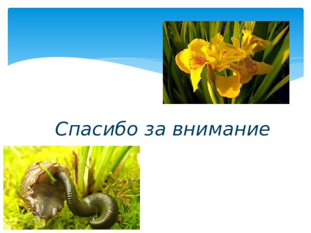 Спасибо за внимание 