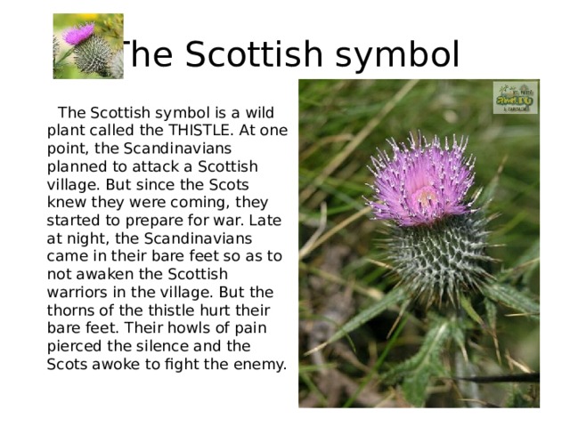   The Scottish symbol   The Scottish symbol is a wild plant called the THISTLE. At one point, the Scandinavians planned to attack a Scottish village. But since the Scots knew they were coming, they started to prepare for war. Late at night, the Scandinavians came in their bare feet so as to not awaken the Scottish warriors in the village. But the thorns of the thistle hurt their bare feet. Their howls of pain pierced the silence and the Scots awoke to fight the enemy. 