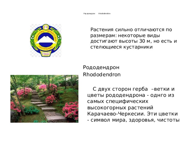   Рододендрон Rhododendron    Растения сильно отличаются по размерам: некоторые виды достигают высоты 30 м, но есть и стелющиеся кустарники Рододендрон Rhododendron  С двух сторон герба –ветки и цветы рододендрона - однго из самых специфических высокогорных растений Карачаево-Черкесии. Эти цветки - символ мира, здоровья, чистоты 