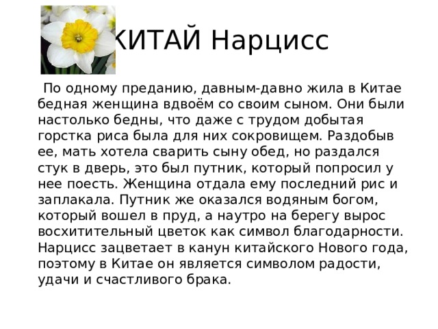 КИТАЙ Нарцисс    По одному преданию, давным-давно жила в Китае бедная женщина вдвоём со своим сыном. Они были настолько бедны, что даже с трудом добытая горстка риса была для них сокровищем. Раздобыв ее, мать хотела сварить сыну обед, но раздался стук в дверь, это был путник, который попросил у нее поесть. Женщина отдала ему последний рис и заплакала. Путник же оказался водяным богом, который вошел в пруд, а наутро на берегу вырос восхитительный цветок как символ благодарности.   Нарцисс зацветает в канун китайского Нового года, поэтому в Китае он является символом радости, удачи и счастливого брака. 