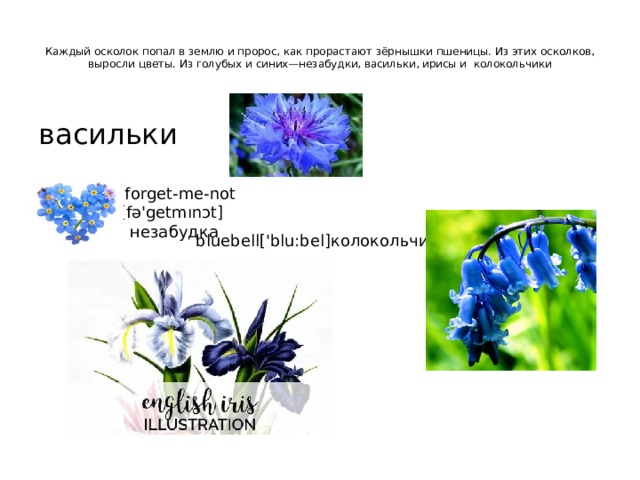   Каждый осколок попал в землю и пророс, как прорастают зёрнышки пшеницы. Из этих осколков, выросли цветы. Из голубых и синих—незабудки, васильки, ирисы и  колокольчики   васильки  forget-me-not [fə'getmınɔt]  незабудка bluebell['blu:bel]колокольчик 