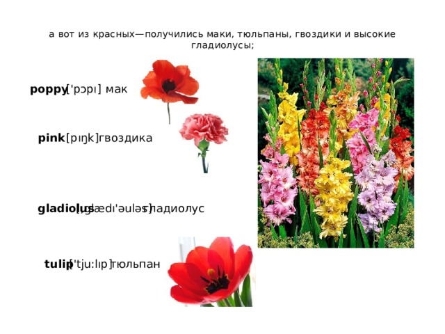  а вот из красных—получились маки, тюльпаны, гвоздики и высокие гладиолусы;   ['pɔpı] мак poppy pink [pıŋk] гвоздика [,glædı'əuləs] гладиолус gladiolus tulip ['tju:lıp] тюльпан 