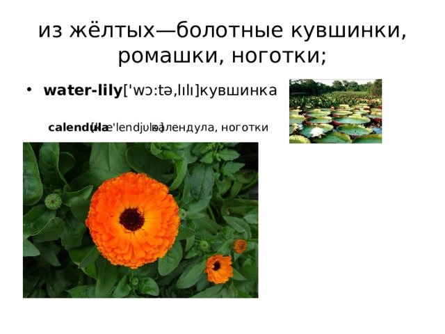 из жёлтых—болотные кувшинки, ромашки, ноготки; water-lily ['wɔ:tə,lılı]кувшинка calendula [kæ'lendjυlə] календула, ноготки 