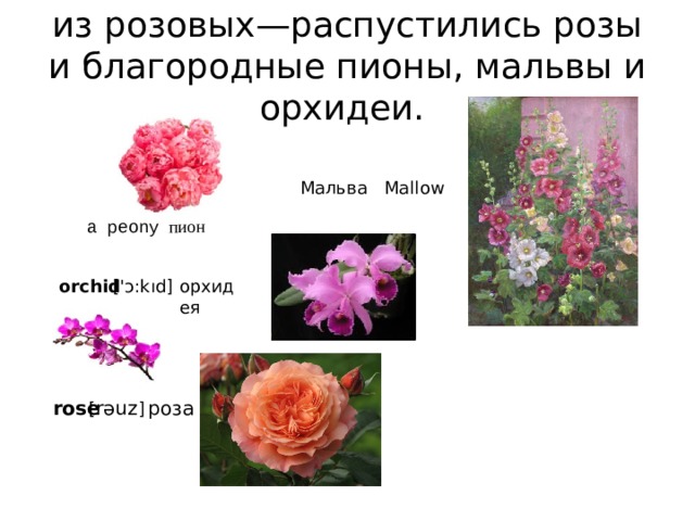 из розовых—распустились розы и благородные пионы, мальвы и орхидеи. Мальва Mallow пион a peony orchid ['ɔ:kıd] орхидея rose [ rəuz ] роза 