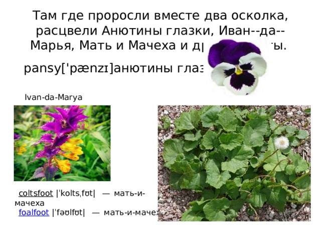 Там где проросли вместе два осколка, расцвели Анютины глазки, Иван--да--Марья, Мать и Мачеха и другие цветы.  pansy['pænzɪ]анютины глазки Ivan-da-Marya   coltsfoot   |ˈkoltsˌfʊt|  — мать-и-мачеха    foalfoot  |ˈfəʊlfʊt|  — мать-и-мачеха 