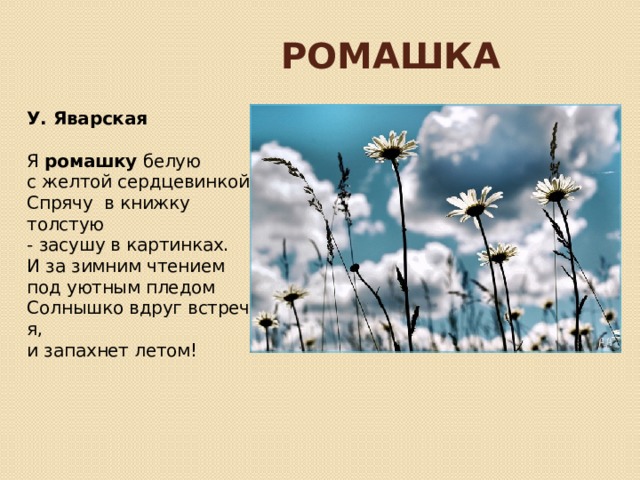 Ромашка У. Яварская   Я  ромашку  белую   с желтой сердцевинкой  Спрячу  в книжку толстую   - засушу в картинках.  И за зимним чтением   под уютным пледом  Солнышко вдруг встречу   я, и запахнет летом!    