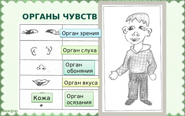 Органы чувств Орган зрения Орган слуха Орган  обоняния Орган вкуса Орган осязания Кожа 