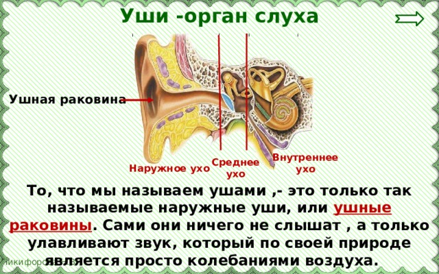 Уши -орган слуха Ушная раковина Внутреннее ухо Среднее ухо Наружное ухо То, что мы называем ушами ,- это только так называемые наружные уши, или ушные раковины . Сами они ничего не слышат , а только улавливают звук, который по своей природе является просто колебаниями воздуха. 