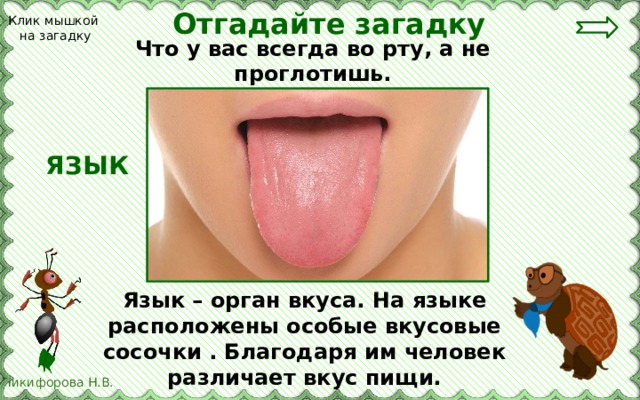 Отгадайте загадку Клик мышкой на загадку Что у вас всегда во рту, а не проглотишь. ЯЗЫК Язык – орган вкуса. На языке расположены особые вкусовые сосочки . Благодаря им человек различает вкус пищи. 