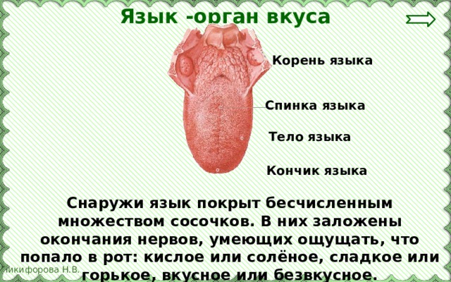 Язык -орган вкуса Корень языка Спинка языка Тело языка Кончик языка Снаружи язык покрыт бесчисленным множеством сосочков. В них заложены окончания нервов, умеющих ощущать, что попало в рот: кислое или солёное, сладкое или горькое, вкусное или безвкусное. 