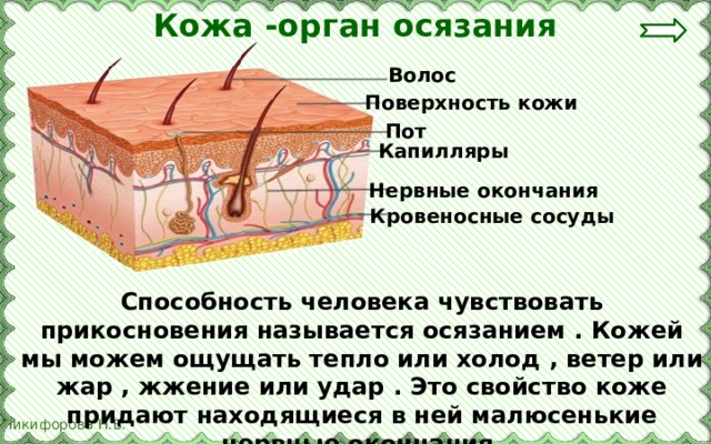 Кожа -орган осязания Волос Поверхность кожи Пот Капилляры Нервные окончания Кровеносные сосуды Способность человека чувствовать прикосновения называется осязанием . Кожей мы можем ощущать тепло или холод , ветер или жар , жжение или удар . Это свойство коже придают находящиеся в ней малюсенькие нервные окончания. 