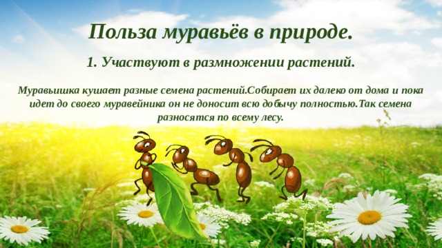 Польза муравьёв в природе. 1. Участвуют в размножении растений.  Муравьишка кушает разные семена растений.Собирает их далеко от дома и пока идет до своего муравейника он не доносит всю добычу полностью.Так семена разносятся по всему лесу. 