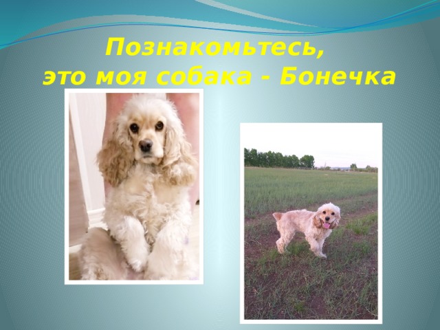 Познакомьтесь,  это моя собака - Бонечка 