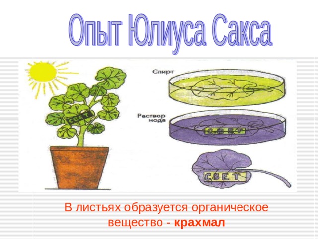 В листьях образуется органическое вещество - крахмал 