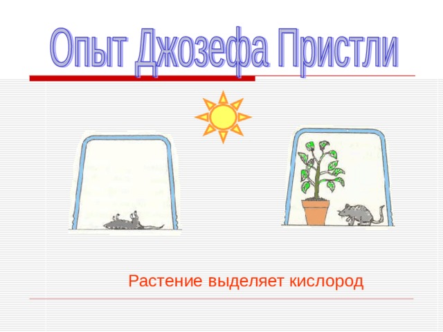 Растение выделяет кислород 