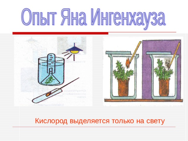 Кислород выделяется только на свету 