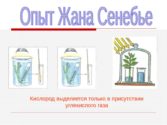 Кислород  выделяется только в присутствии углекислого газа 