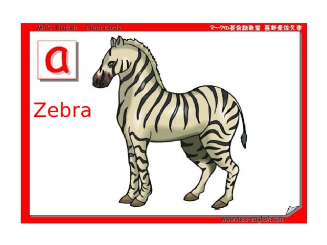 Zebra 