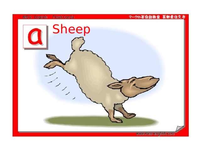 Sheep 