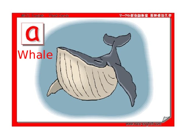 Whale 