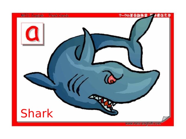 Shark 